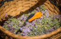 Wild Thyme Tea